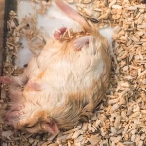 Hamster Health Complications