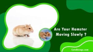 Hamster Moving Slowly