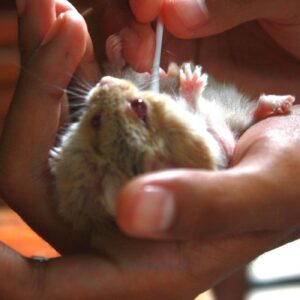 Hamster Over Cleaning