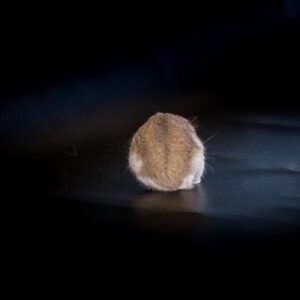 Isolated hamster