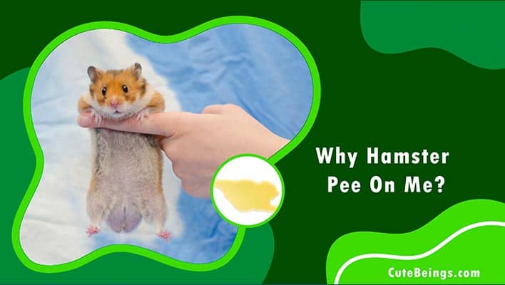 Why Hamster Pee On Me