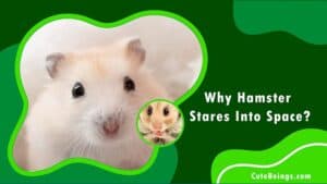 Why Hamster Stares Into Space