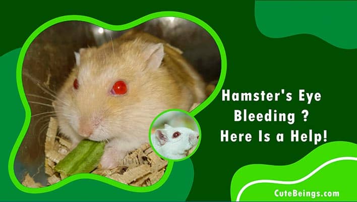 Hamster's Eye Is Bleeding