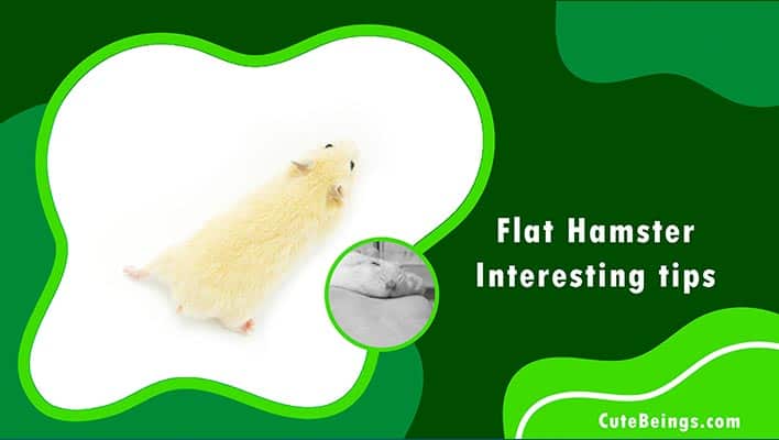 Flat Hamster