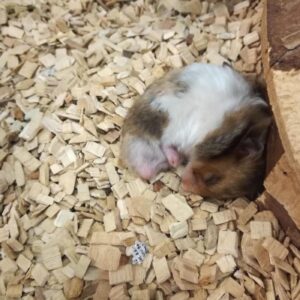 Bored hamster sleeping