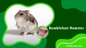 Bumblefoot Hamster