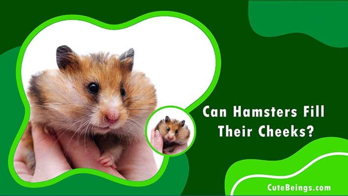 Can Hamsters Fill Their Cheeks