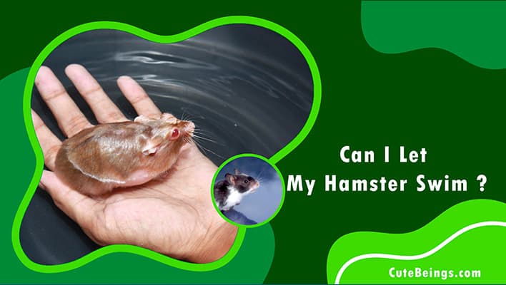 Can I Let My Hamster Swim