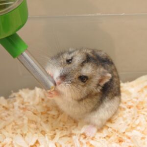 The hamster is drinking the water without any blockages from the water bottle