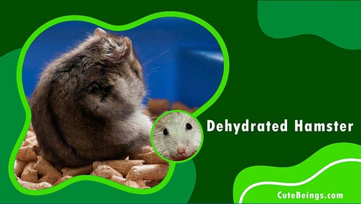 Dehydrated Hamster