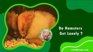 Do Hamsters Get Lonely