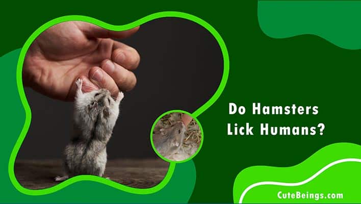 Do Hamsters Lick Humans