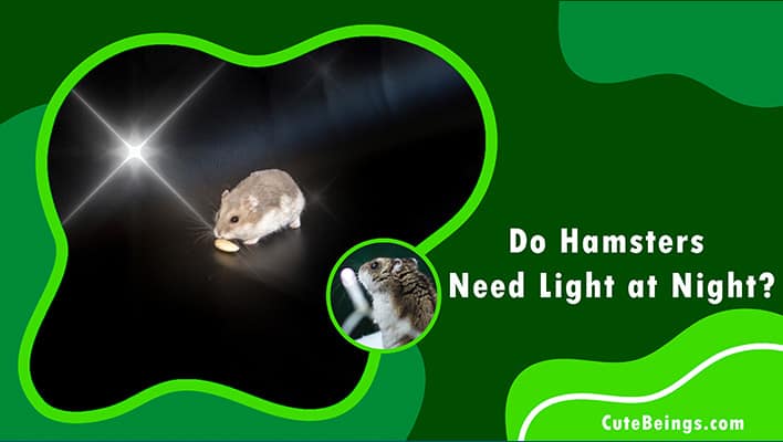 Do Hamsters Need Light at Night