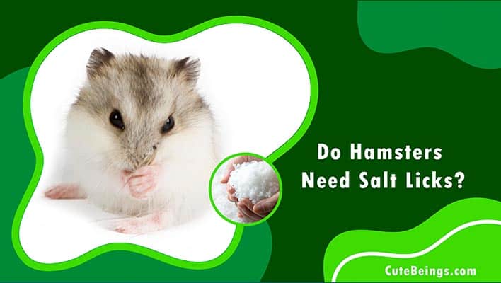 Do Hamsters Need Salt Licks