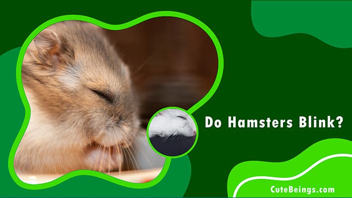 Do hamsters blink