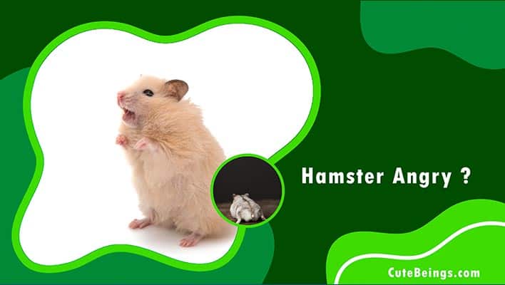 Hamster Angry