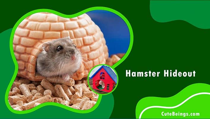 Hamster Hideout
