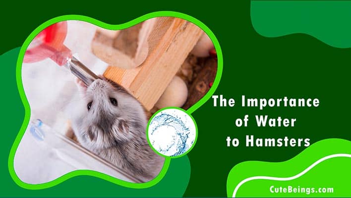 Hamster Water