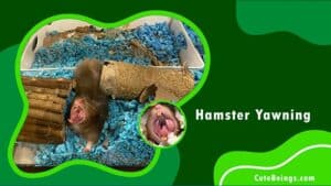 Hamster Yawning