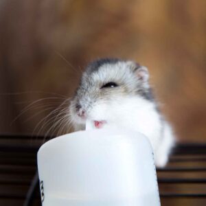Hamster drinks water from a container