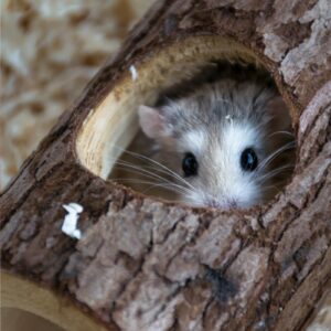 Hamster in a log