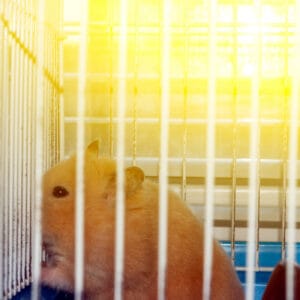 Hamster little in sunset light