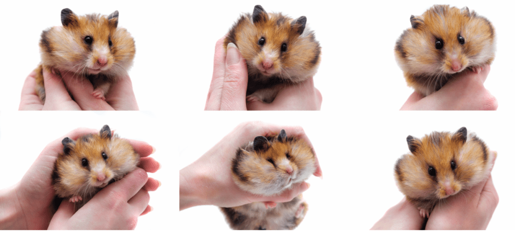 hamster with full cheeks of food