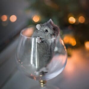 Hamster with lights