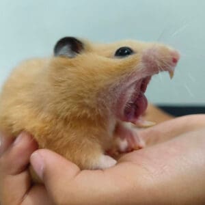 Hamster yawn