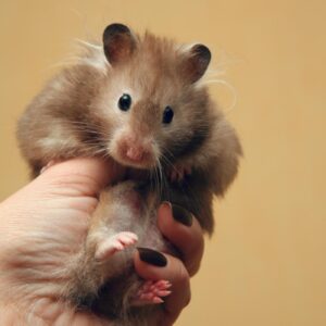 Holding the hamster tightly