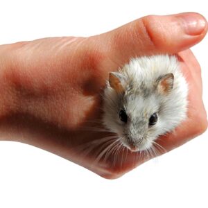 Holding the hamster too tightly