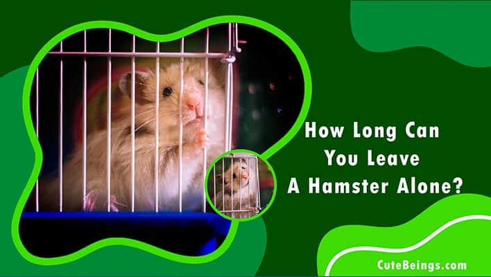 How Long Can You Leave A Hamster Alone