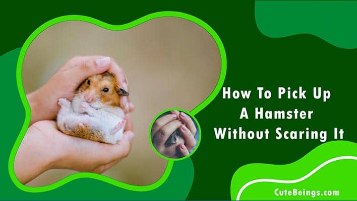 How To Pick Up A Hamster Without Scaring It