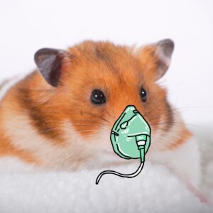 How can I save my dehydrated hamster