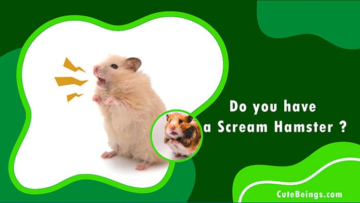 Scream Hamster
