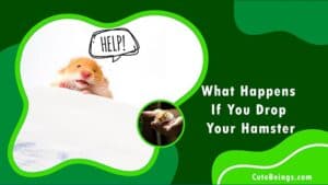 What Happens If You Drop Your Hamster