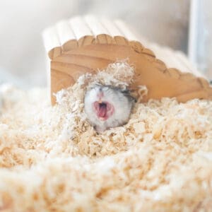 Yawning hamster