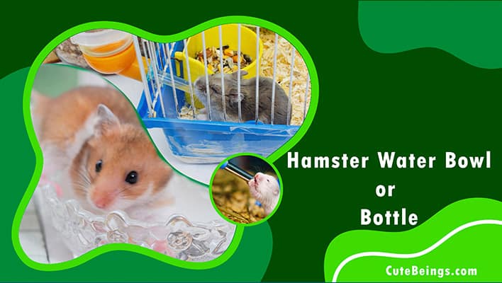 A Hamster Water Bowl or Bottle