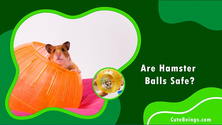 Are Hamster Balls Safe