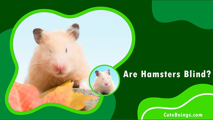 Are Hamsters Blind