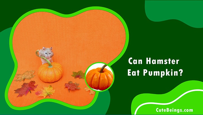Can Hamster Eat Pumpkin