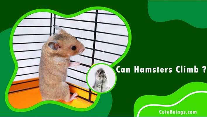 Can Hamsters Climb