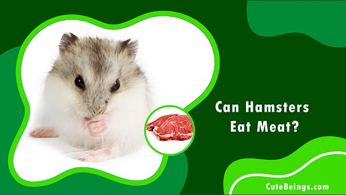 Can Hamsters Eat Meat
