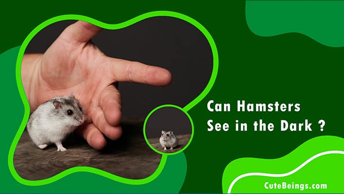 Can Hamsters See in the Dark