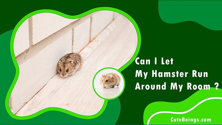 Can I Let My Hamster Run Around My Room