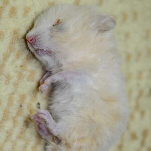 Dead Hamster Lying On Carpet 