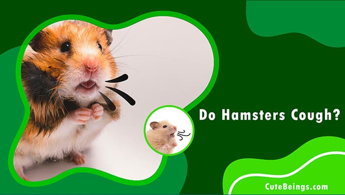 Do Hamsters Cough
