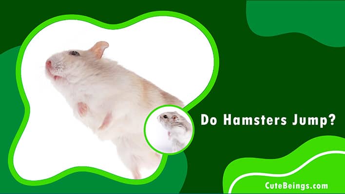 Do Hamsters Jump
