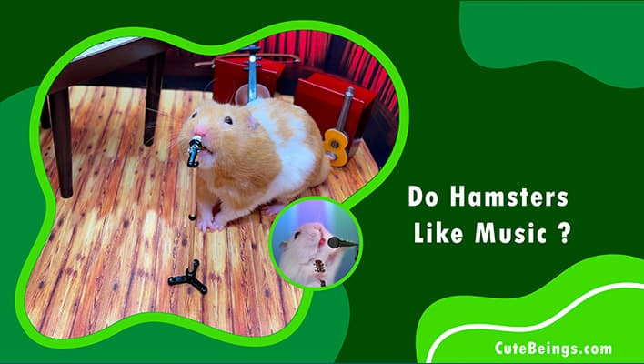 Do Hamsters Like Music