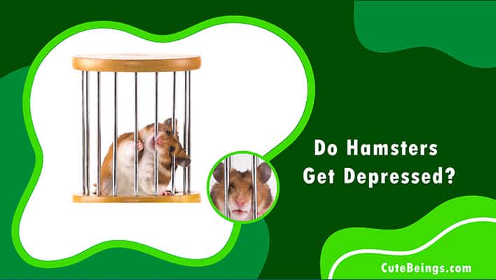 Do hamsters get depressed